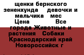 щенки бернского зененхунда. 2 девочки и 2 мальчика(2 мес.) › Цена ­ 22 000 - Все города Животные и растения » Собаки   . Краснодарский край,Новороссийск г.